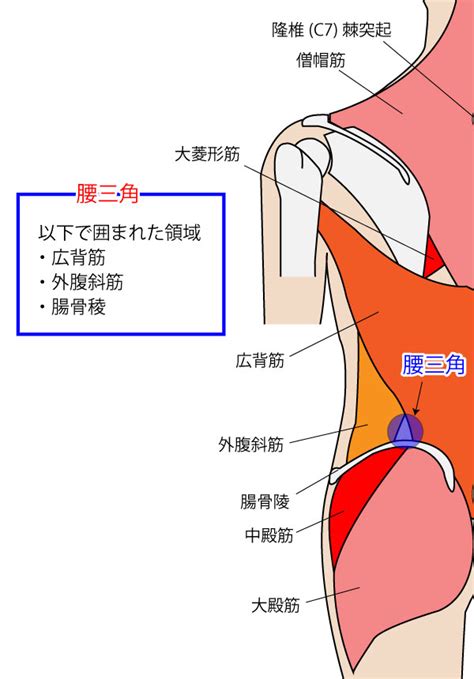 腰三角 構成|聴診三角と腰三角の位置・役割【背部の触診】